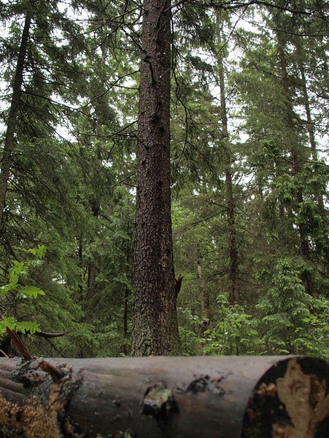 よーーーーく見るとリスがいます。<br /><br /><br />木の実をぽりぽり。<br /><br />野生のリス、初めて見たッッ！！！