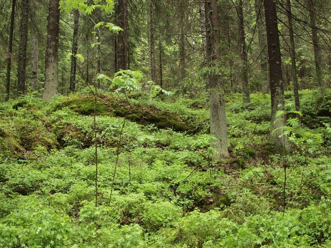 もののけ姫の世界。<br /><br />ヨーロピアンな「こだま」、いるかしら？？