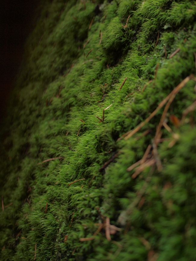 さぁ、車まで戻ります。<br /><br /><br />帰り道にやっとヒトに遭遇。<br /><br /><br />ランニングしにきた現地の男性2人。<br />もの凄い坂道も、ホイホイ走って行きました。<br />雨も降ってるのに・・・。<br /><br />たくましいぃぃ。<br />