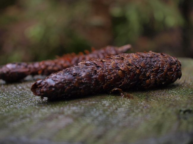 誰が置いたのか、大きな松かさ。