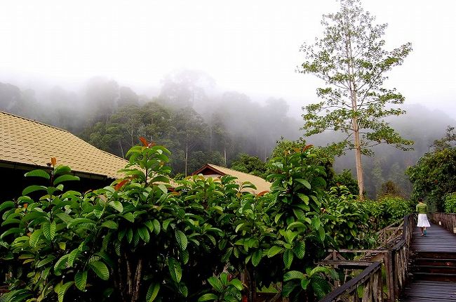 ダナンバレー、3日目の朝。<br />昨晩は、結構雨が降っていた様子。<br />ロッジも半分朝もやに煙っています。<br /><br />この日は前日のハードスケジュールとは打って変わって、ゆったりスケジュール。<br />予定では、午前中にトレッキング1回、午後は「ウォーター・チュービング」というアクティビティ、そして、ナイト・ウォーキング。<br /><br />午前中のトレッキングも9:00からなので、ゆっくり。