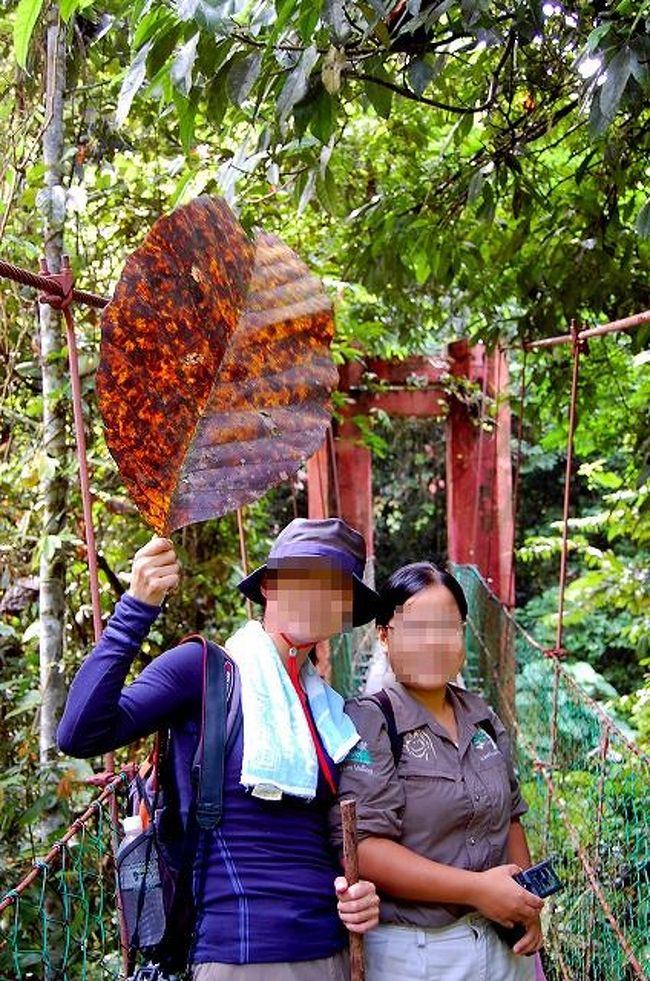 吊り橋のところで、大きな葉っぱを発見。<br />記念撮影してみました。<br />葉っぱの大きさがわかるでしょうか？