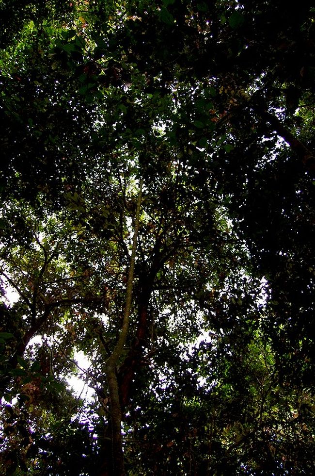 ヒリンちゃんは、サルとかオラウータンがいると、においでわかるのだそうです。<br />独特のけもの臭がするんだって。<br /><br />糞があった所から、少し歩いたところの頭上からかすかなガサガサという音が…。<br />しばらく立ち止まって、目を凝らして、よーーく見てみると…いた！！！<br />オラウータンの親子だ！<br />残念ながら、遠過ぎて写真を撮ることはできませんでしたが、もしかしたら、初日に遭遇した親子だったのかも。<br />