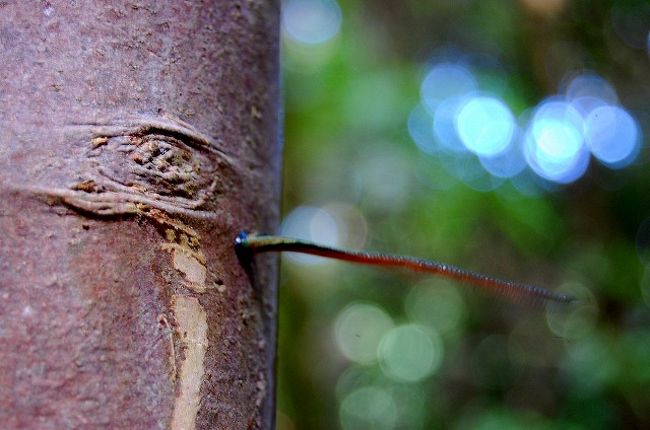 高い高い木の上にいるオラウータンを見上げていたら、首が疲れた〜〜と思いながら、ふと横を見たら、そこにはヤツがっ！！！<br /><br />思いっきりストレッチしつつ、獲物を探してる、ヒル！