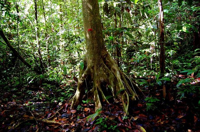 再び、歩き始めます。<br /><br />この木にも、オラウータンが目撃された印の赤いテープが付けられています。