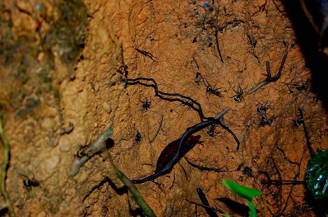 アリ！<br /><br />刺されると、激痛らしいですー。