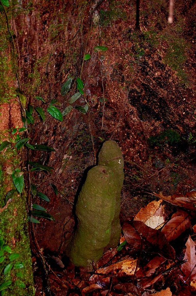 何かの巣。<br />何の巣なのか聞いたのですが、忘れちゃった。