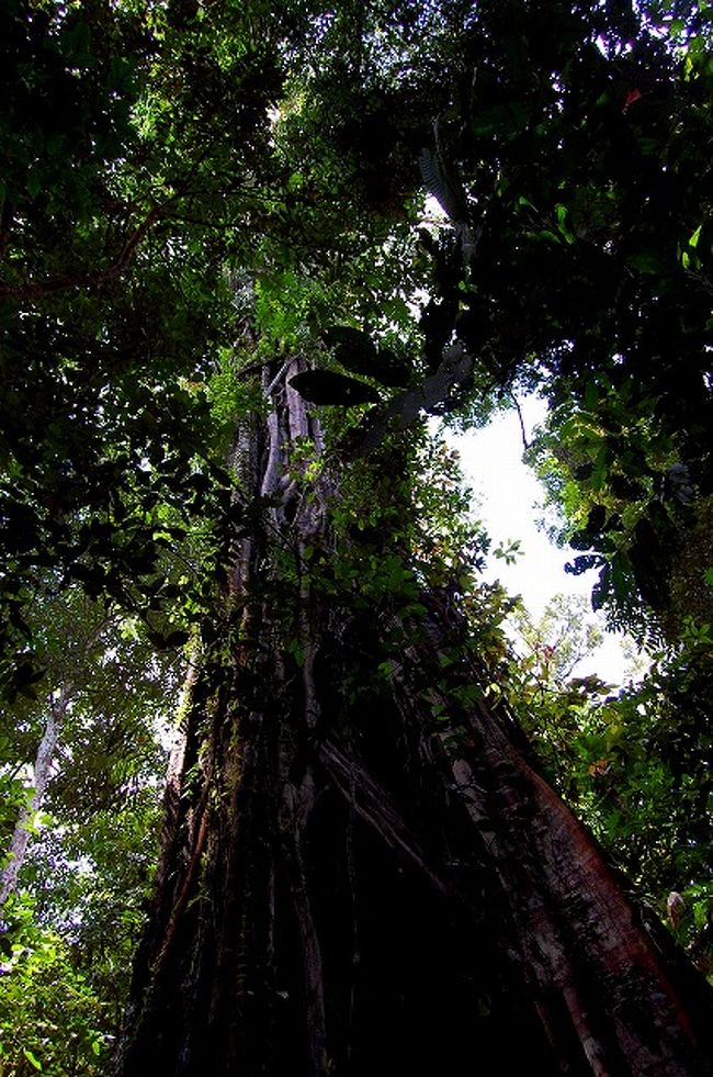 樹齢200年くらいの大木。<br />熱帯雨林の木は、絞殺し植物（ストラングラーツリー）に寄生されて、それでも200年も生きてる。<br />すごいなぁ。