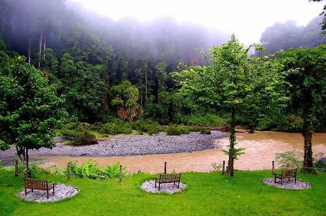 時間は飛んで、翌朝。<br /><br />前日は、ウォーター・チュービングを終え、その後でびしょ濡れになったついでに、ロッジの前の川で泳いだりなんかして、その後夕食を食べていたら、急に激しい雨が降って来ました。<br />すごい豪雨。スコールという感じですが、それが全然止まず、結局ナイト・ウォークは中止。<br />雨は夜通し、降り続けたようでした。<br /><br />翌朝は雨は上がっていました。<br />まだ朝もやが濃く、昨日チュービングをした川は増水してます。<br />今日だったらチュービングもできないところだった…。<br />