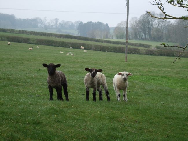 羊　羊　羊　羊　羊・・・！！