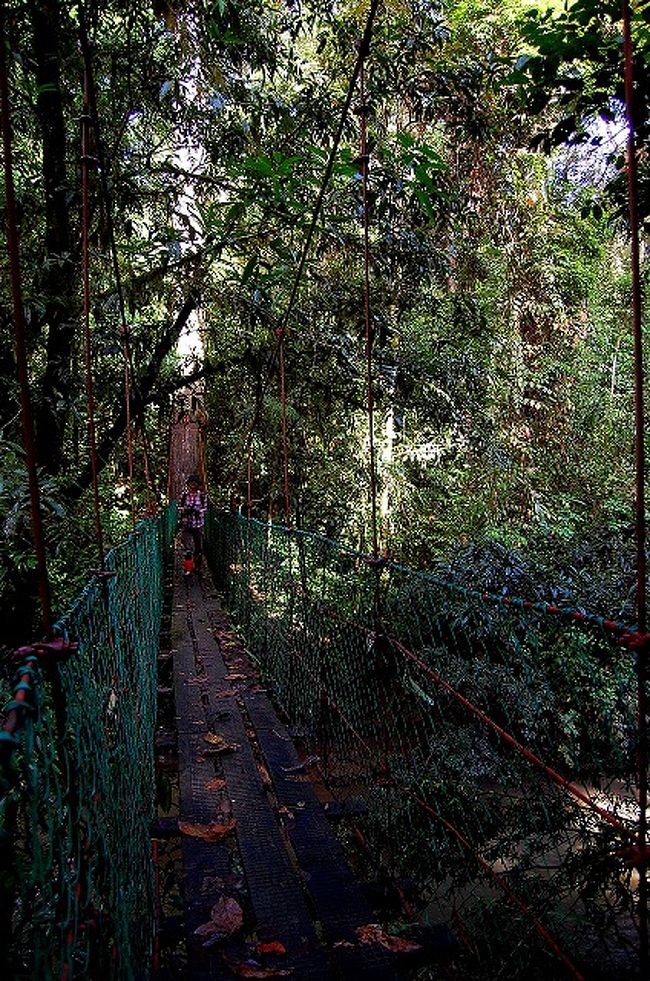 Police Bridgeという名前の、比較的小さな吊り橋。<br />なんでこんな名前かと言うと、マレーシア警察と、イギリスかどこかの研究施設が共同で出資して作った橋だとか。<br /><br />