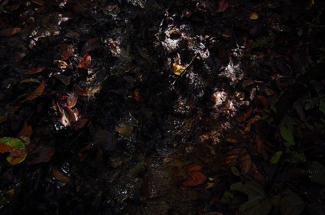 トレイルもグチャグチャにぬかるんでます…<br />足を踏み出すところを間違えると、ずぶずぶっと足が泥に入ります。<br /><br />そして、さらに気温は上昇↑<br />蒸し暑さも最高潮！<br />朝早くは、快適なトレッキングでしたが、10時過ぎると気温が上がって、汗だくになってきます。