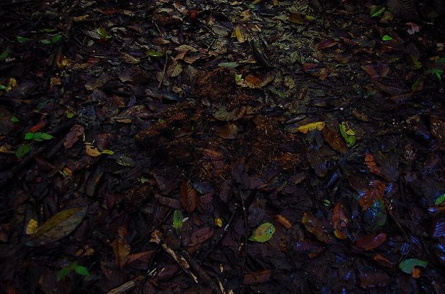 古い象の糞。<br /><br />結局、今回は象には会えなかったなぁ…。