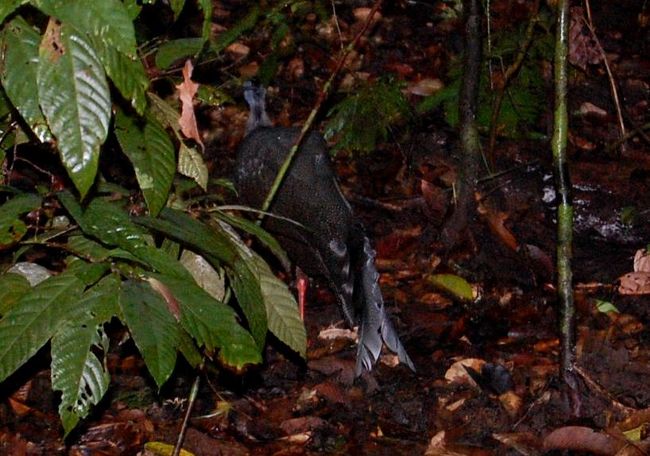 トレイルの先の方を、何か比較的大きな動物が横切って行った！！！<br /><br />足音を忍ばせて、3人で急いで近づいてみたら、孔雀のような大きな鳥が、ジャングルの中を悠々と歩いて行きました！<br />ガイドのヒリンちゃんが大興奮。<br />「私もガイドをやっていて、初めて本物に出会った！」とのこと。<br />3人で必死に追跡したものの、やっぱり写真を撮るのは難しい…<br />やっと撮れたのが、この後ろ姿でした（泣）<br /><br />孔雀の一種らしい…Great Argusという鳥だそうです。<br /><br />ヒリンちゃん曰く、「オラウータンも2回も見れたし、ギボンも見れたし、その上Great Argusまで見れて、あなた達はすごくラッキーだよ！」<br />そう言われると、嬉しい。