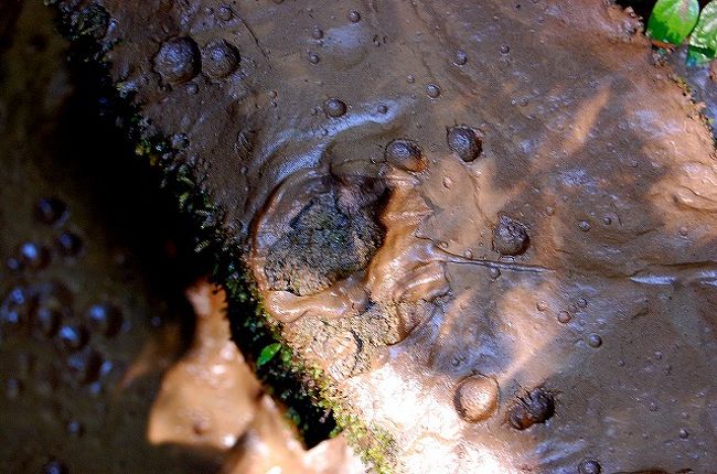 かわうその足跡！<br /><br />これはかなり新しい足跡だ〜。<br />もしかしたら、まだ近くにいるかも？！