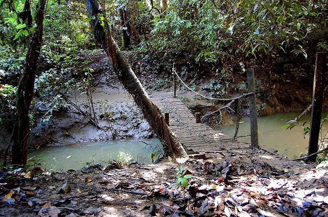 橋の付近で、カワウソが出て来ないかと少しじっとして、待ちます…。…が、結局出会うことはできませんでした。でも、さっきまでここにカワウソがいたんだな〜と思うと、なんかワクワクします。<br />本物のジャングルには、やはりいっぱい動物がいるんだなー、と思って。<br /><br />ガイドブックによれば、ダナンバレーには「鳥類が275種、オランウータン、ルリイロコノハザル、マメジカ、テングザル、ウンピョウ、マレーグマ、アジアゾウ、スマトラサイなど哺乳類が110種、爬虫類72種、両生類56種、魚類37種、そして数々の昆虫が確認されている。」とのことです。本当に生物多様性が高い！