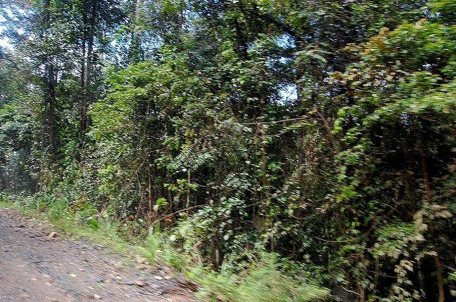 ジャングルを満喫した「ボルネオ・レインフォレスト・ロッジ」を13:00に出発。<br />名残惜しい〜（泣）<br />本当に、楽しかったです。<br />ジャングル・トレッキングにもはまりそう…。<br /><br />再び、車に乗ってデコボコ道を2時間ちょっとかけて、ラハ・ダトゥ空港に向かいます。<br />ロッジ→ラハ・ダトゥのこの道で、よく象に遭遇するそうなのですが…<br />道にいっぱいフレッシュな（笑）糞は落ちているのですが、結局ここでも象に遭遇することはできませんでしたー（泣）<br />また、リベンジするぞ〜と心に誓いつつ、帰路につくのでした。<br /><br /><br />*:;。・★*:;。・*:;。・★*:;。・*:;。・★*:;。・*:;。・★*:;。<br /><br />「へなちょこ探検隊 in ボルネオ（7）」に続きます！ 