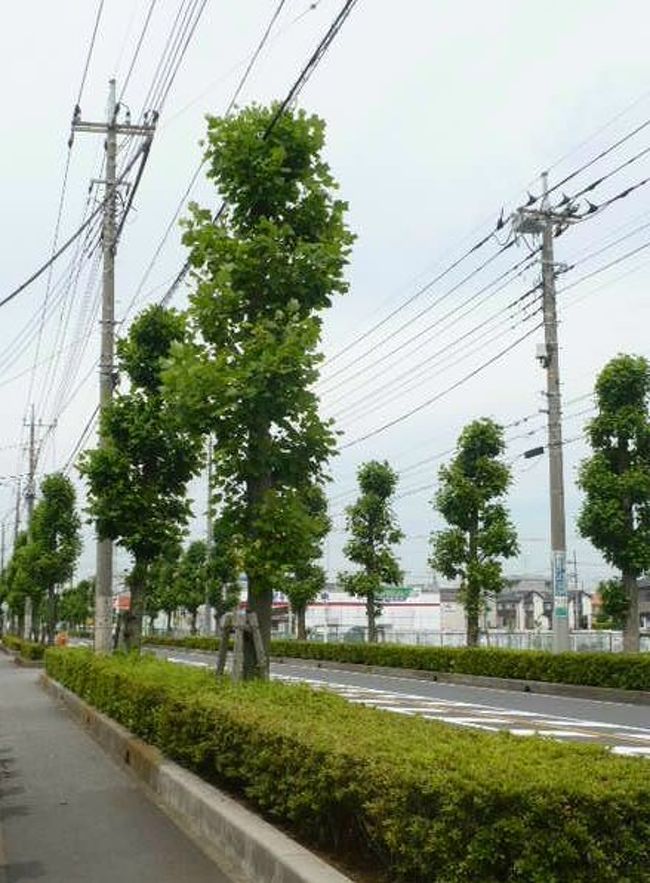 幻の花 汗と涙の ユリノキ 探索日記 岩槻 埼玉県 の旅行記 ブログ By にゃんこ姫さん フォートラベル