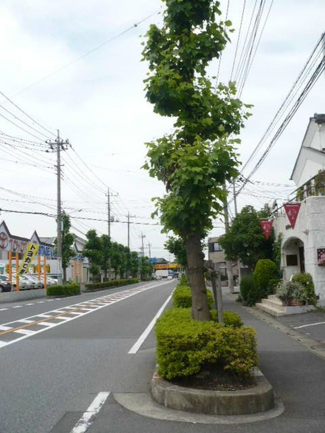 幻の花 汗と涙の ユリノキ 探索日記 岩槻 埼玉県 の旅行記 ブログ By にゃんこ姫さん フォートラベル