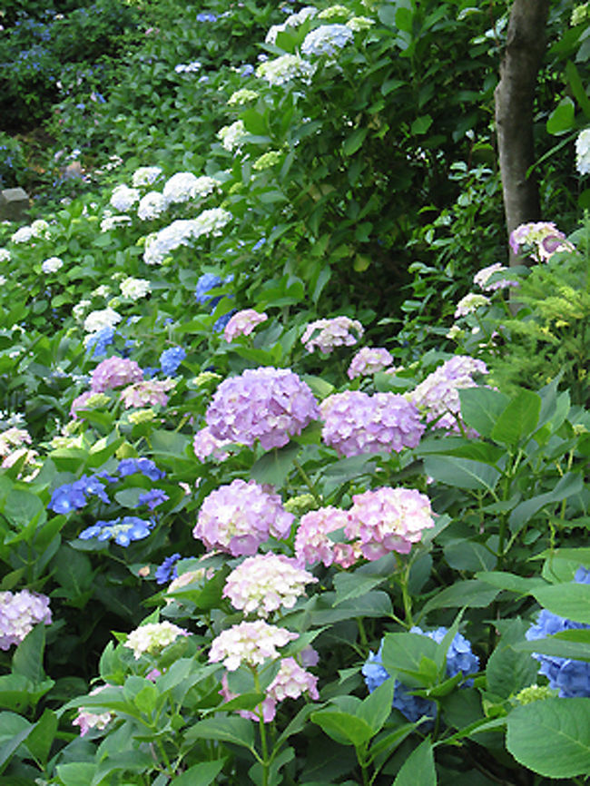 いよいよ順番になり、あじさい散策路の始まりです。
