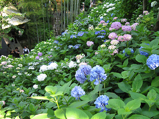 竹と紫陽花が初夏を映し出します。