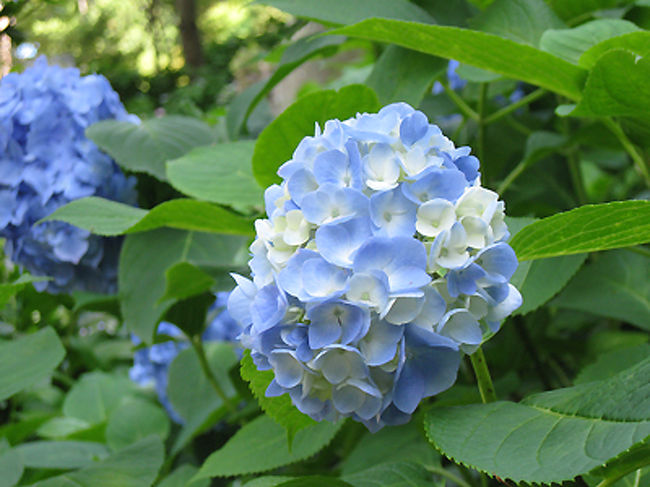 一つ一つ、紫陽花に名前がついており、ビミョウな違いに目を奪われます。<br />こちらは淡ーい水色と白が混ざったあじさい。