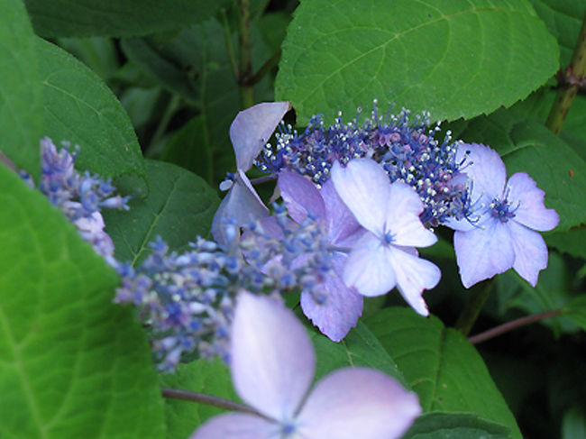 こちらは薄紫の額あじさい。