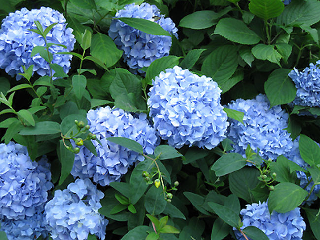 まさに紫陽花。ブルーブルー。
