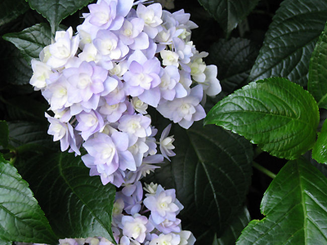 こんな形のものも。海王星という名のアジサイだったと思います。