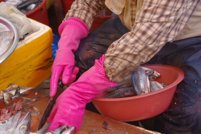 鯖もゲットしました（5,000w）