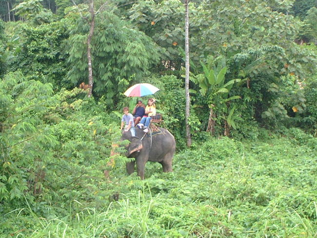 ぞうさんにも乗りました！<br />すごく大きくて、2階建てバスの2階くらいの<br />高さはありました！