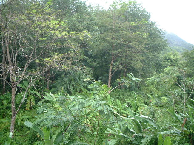 海もきれいですが、緑もきれい。<br />色々楽しめちゃうプーケットです♪