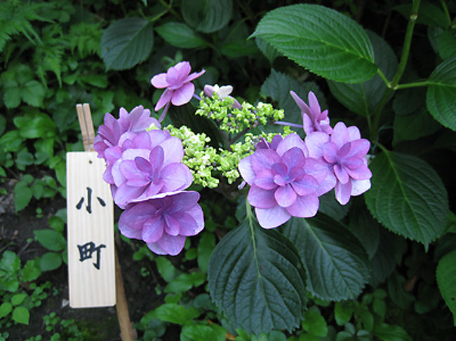 小町という名のアジサイです。