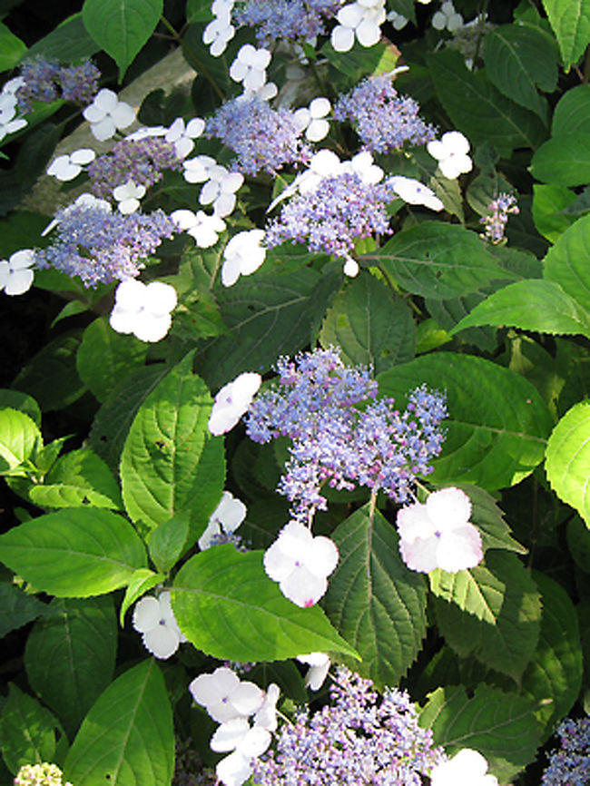 額アジサイもきれいですね。