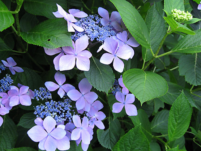 これ、エーゲ海という名前だったと思います。結構気に入ってます。