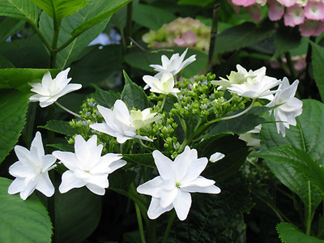 墨田の花火かな。