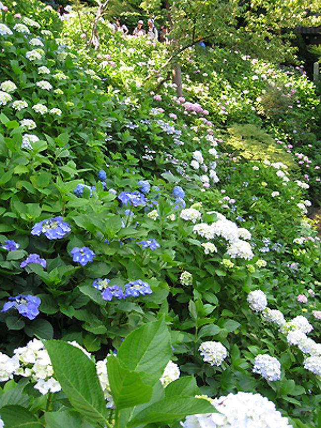 とにかくこちら長谷寺では、たくさんの種類のアジサイが楽しめます。明月院のように一種類のアジサイの<br />群生も見事ですが、いろいろ楽しめるこちらのアジサイもお勧めです。