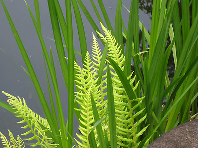 池のほとりに綺麗なシェイプの若いシダがありました。