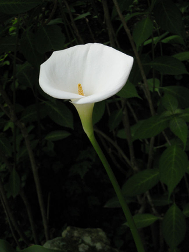 洞窟の入り口に、一本だけ楚々と咲いているカラーがあったので撮ってみました。