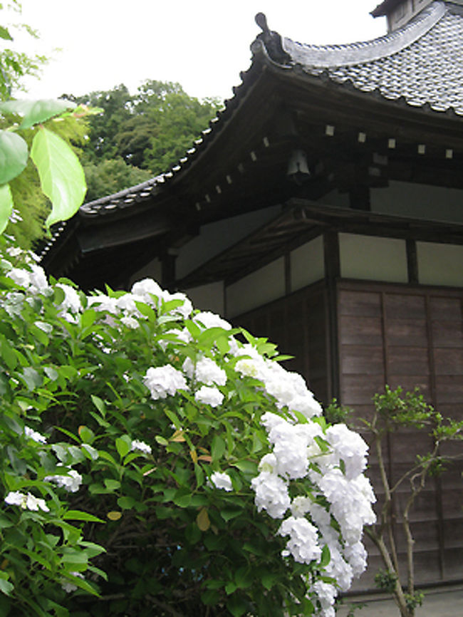 こちらはすぐ近くの光則寺のアジサイです。