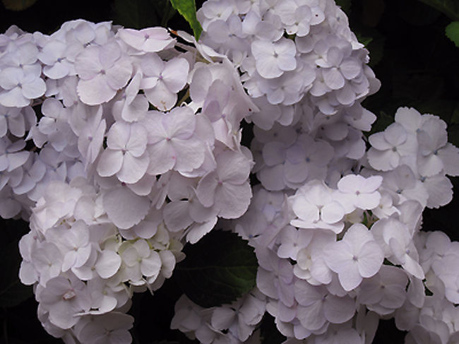 白いアジサイも清いですね。