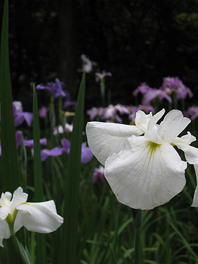 光則寺でも花菖蒲がきれいに咲いていました。