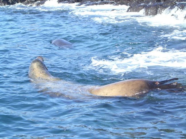 ☆動物達の島・Galapagos諸島で貴重な体験②☆』ガラパゴス ☆動物達の島・Galapagos諸島で貴重な体験②☆』ガラパゴス