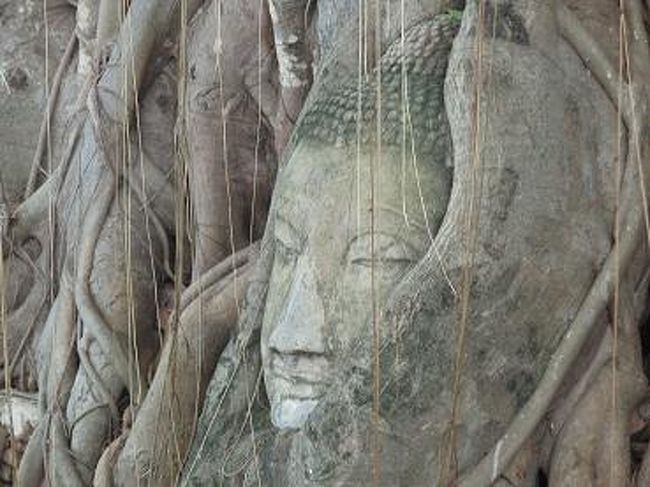 有名な、木の根の間に埋め込まれた仏像の頭が見えてきました。