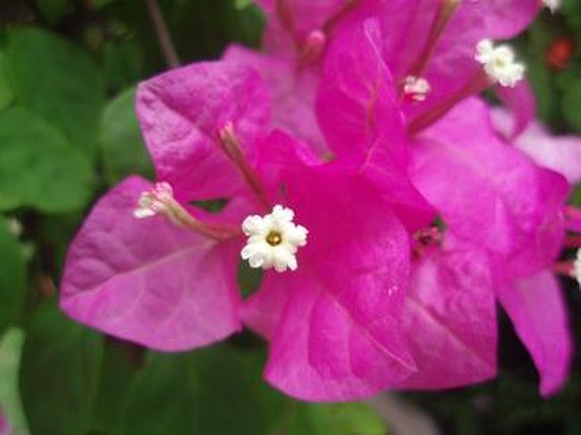 タイのあちこちで咲いている【ブーゲンビレア】