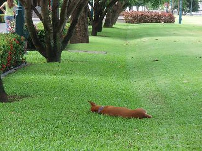死んだように眠ってるわんこ。<br />なんだか気持ちよさそう〜