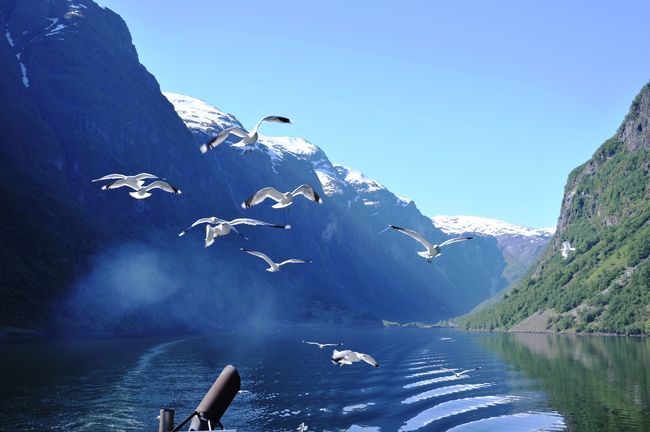 まもなくかもめが寄ってきました。