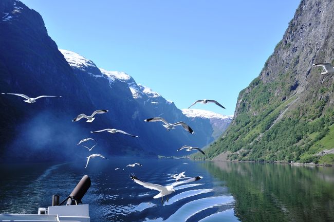 かもめの好物はかっぱえびせんとか<br />日本人もおカキなどやり戯れています。