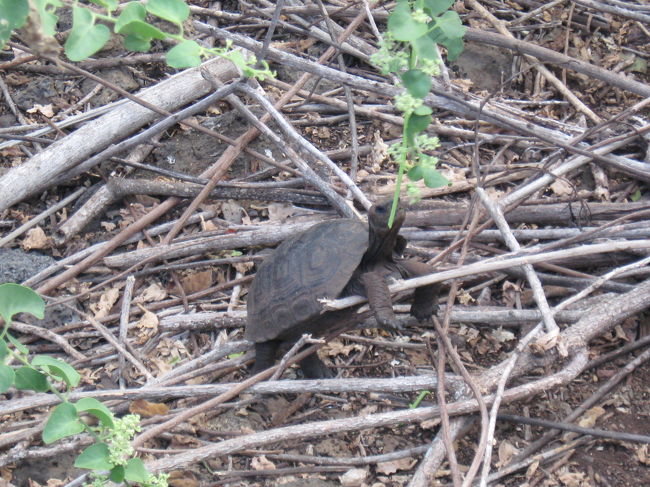 ガラパゴスゾウガメの赤ちゃん。<br />結構うじゃうじゃ赤ちゃんゾウガメがいて、この子は<br />無心に草を食べていました。