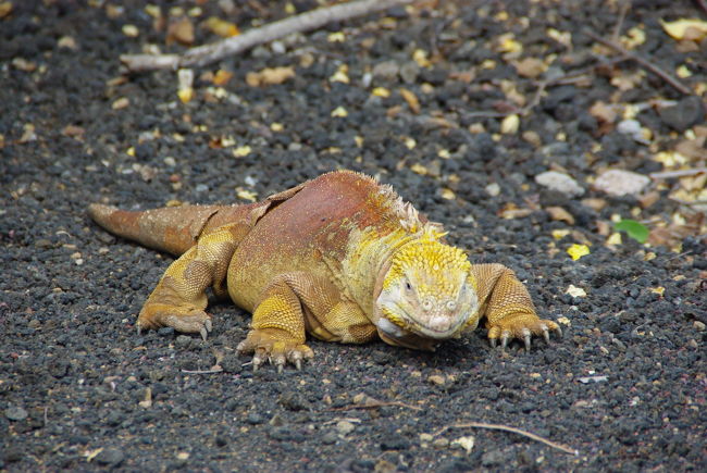 陸イグアナ！！<br />ダーウィン研究所の子はだらーとして脱力してました。<br />それにしても凄い色です・・・。